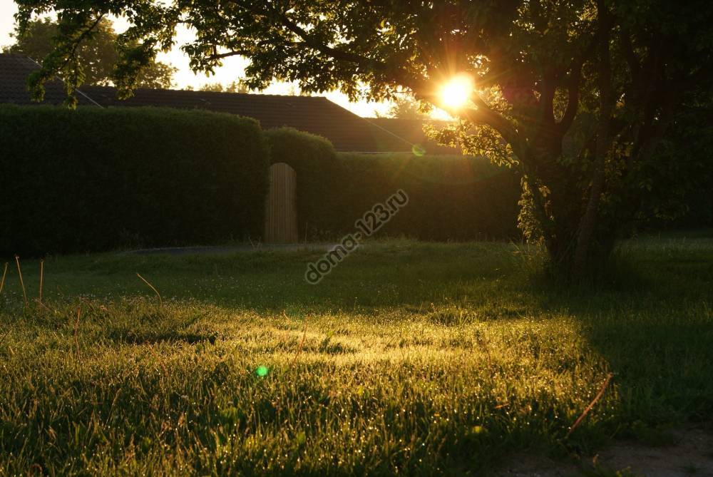 garden-sunset-sunrise-lens-flare-13975