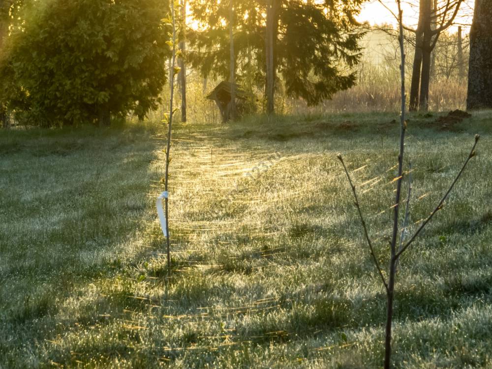 stockvault-spider-webs-on-field156913